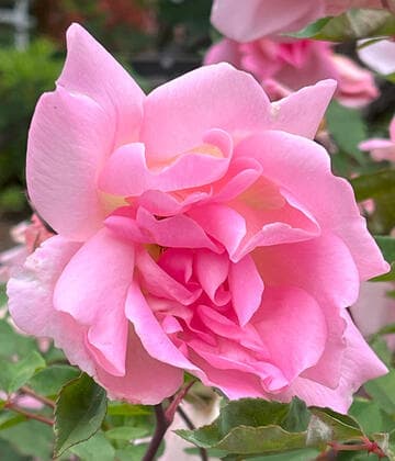 Rosa 'Mme. Laurette Messimy'
