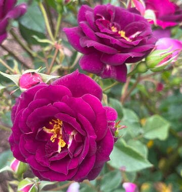 Rosa 'Midnight Blue'