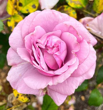 Rosa 'Neptune'