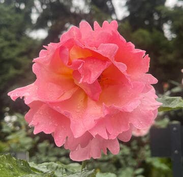 Rosa 'Mevrouw G. A. Van Rossem'