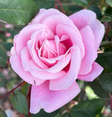 Rosa 'Le Vésuve'