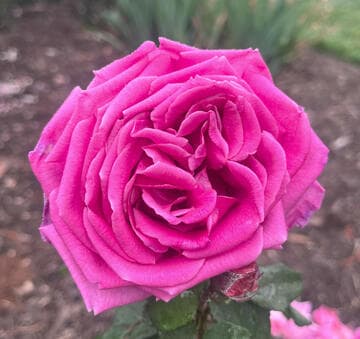 Rosa 'Leonie's Apolline'