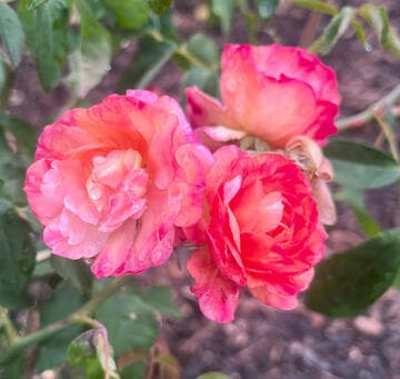 Rosa 'Leonie Lamesch'