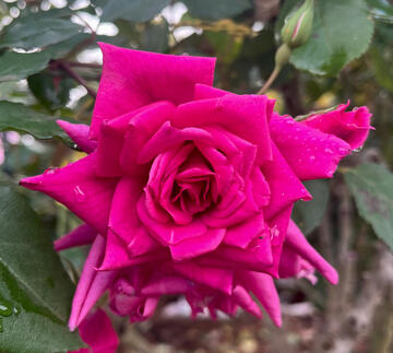 Rosa 'Lady Ann Kidwell'