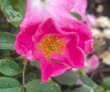 Rosa 'Nearly Wild'