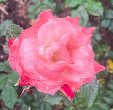 Rosa 'Little Darling'