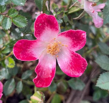 Rosa 'Little Artist'