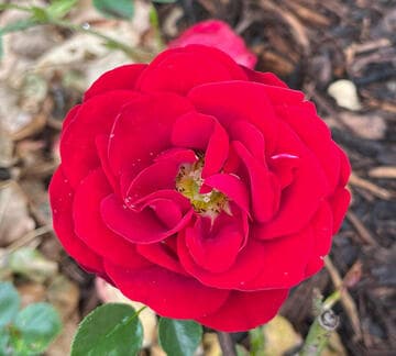 Rosa 'Imperial Palace'