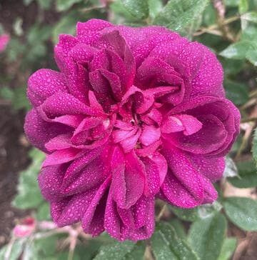 Rosa 'James Veitch'