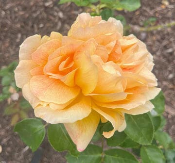 Rosa 'Jean Giono'