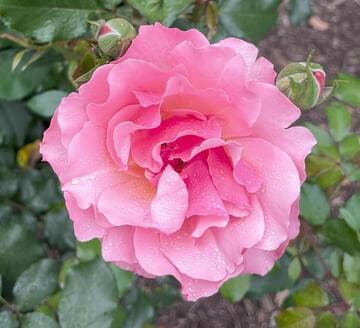 Rosa 'Jean Cocteau'