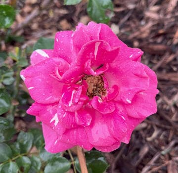 Rosa 'Topkapi Palace'