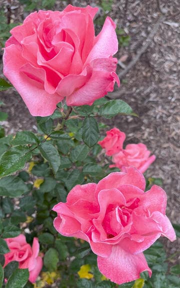 Rosa 'Touch of Class'