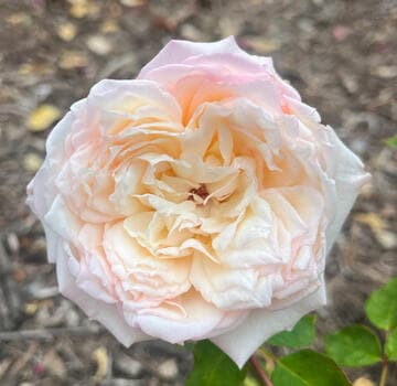 Rosa 'Tipsy Imperial Concubine'