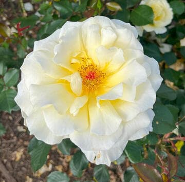 Rosa 'White Licorice'