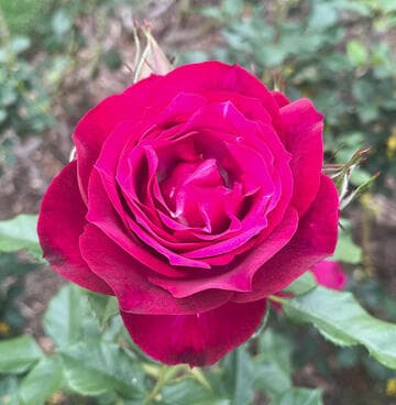 Rosa 'Wild Blue Yonder'