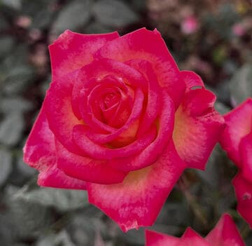 Rosa 'You're the One'