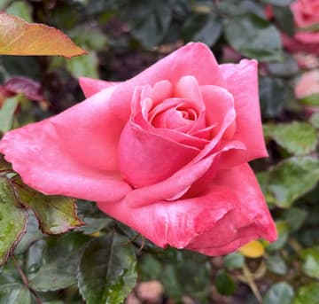 Rosa 'Silver Jubilee'
