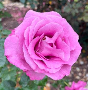 Rosa 'Shocking Blue'