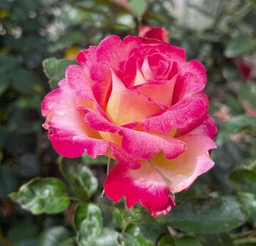 Rosa 'Gypsy Carnival'