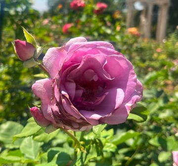 Rosa 'Melody Parfumee'