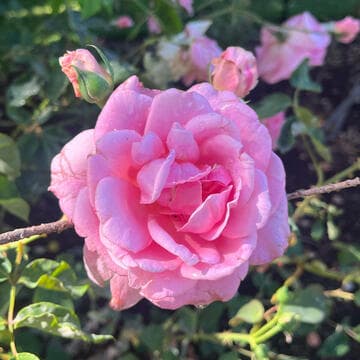 Rosa 'J. Otto Thilow'