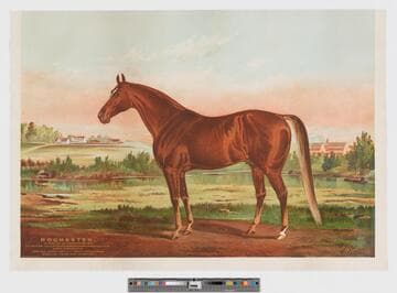 Rochester, Ch. stallion, 15 1/2 hands, foaled 1873