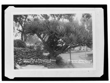 Dragon Tree (Dracaena Draco) native of Canary Islands, Miramar Hotel Grounds, Santa Monica, Calif