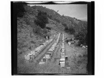Beekeeping ranch with wooden shack and two women