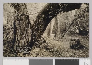 Wake Robin Lodge grounds