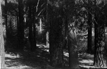 Big Creek, Fish Valley - Silver Creek