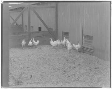 P2 - Poultry - England Ranch