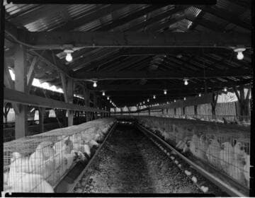 Commercial egg facility