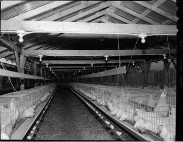 Commercial egg facility