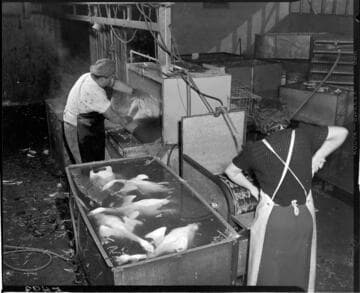 People plucking chickens with machines