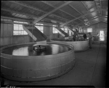 Men working around large round tanks in fish hatchery (?)
