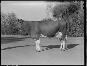 Dairy Booklet Pictures