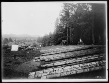 Powerpoles on ground in a cleared area of a forest