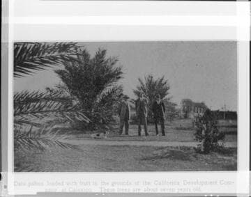 Three men in a park with palms
