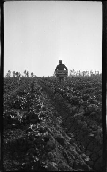 Harvesting lettuce in the field