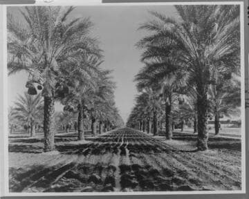 Stately rows of date palms near Coachella were irrigated by water pumped electrically