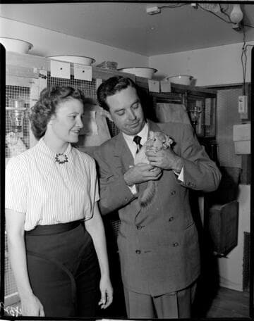 Man and woman holding a Chinchilla