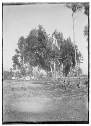 Tree growing up into wires. (similar to 3245 (q.v.) Clay St