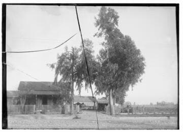Tree growing up into wires
