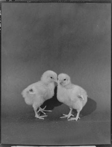 Two chicks