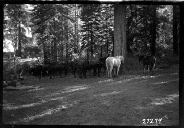 Big Creek, Fish Valley