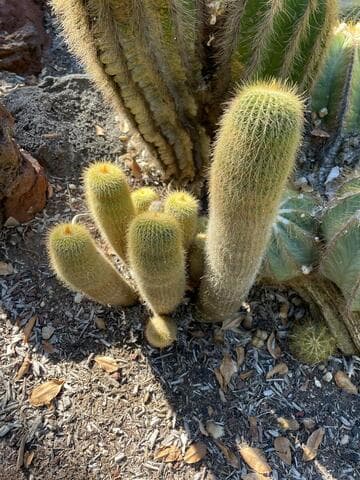 Parodia leninghausii