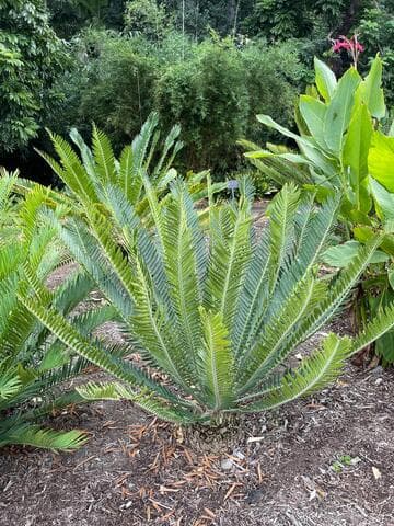 Encephalartos concinnus