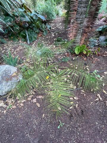 Ceratozamia vovidesii