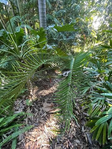 Ceratozamia mexicana